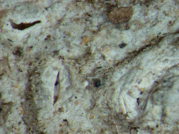 Acanthothecis tetraphora image