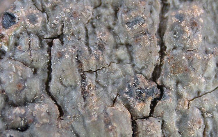 Anthracothecium australiense image