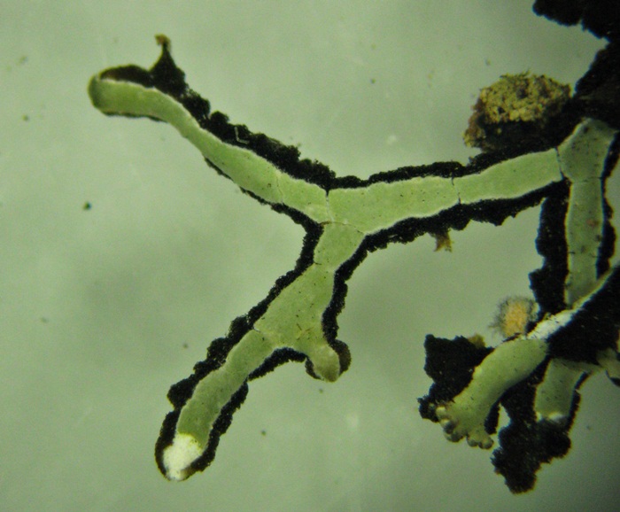 Lichenotheliaceae image