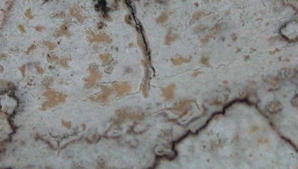 Arthonia antillarum image