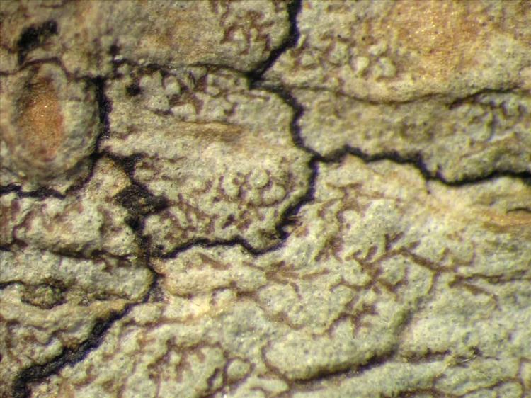 Arthonia catenatula image