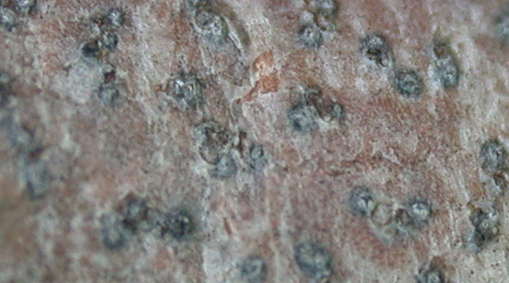 Arthopyrenia taylori image