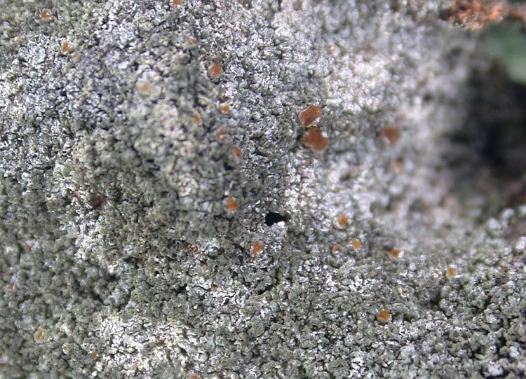 Caloplaca chlorina image