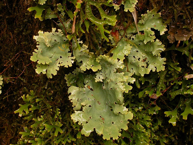 Pseudocyphellaria gilva image