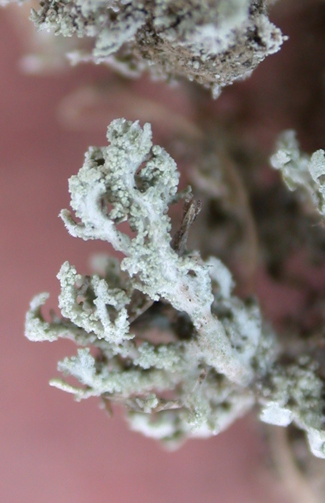 Cladonia nana image