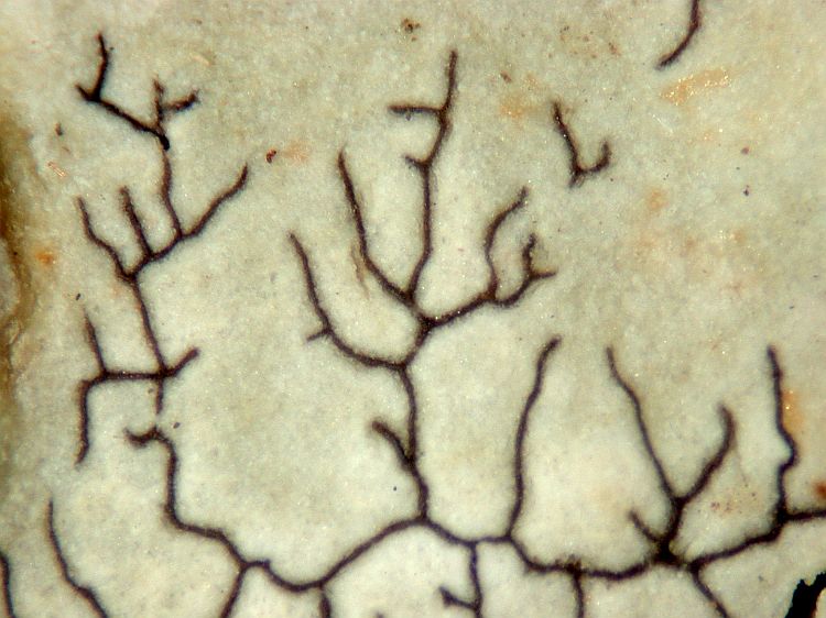 Sclerophyton elegans image