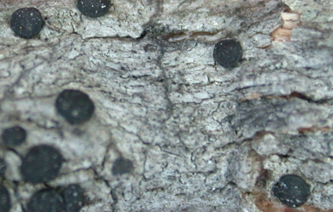 Buellia arnoldii image