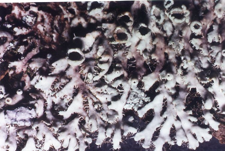 Heterodermia magellanica image