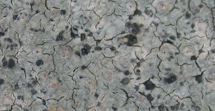 Lecanora farinacea image