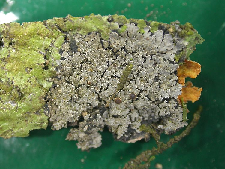 Parmeliella nigrocincta image