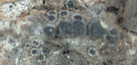 Rinodina gennarii image