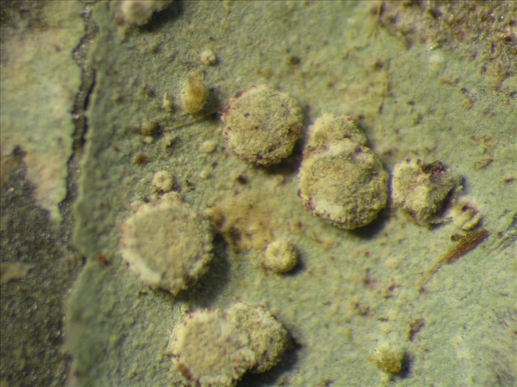 Sporopodium phyllocharis image