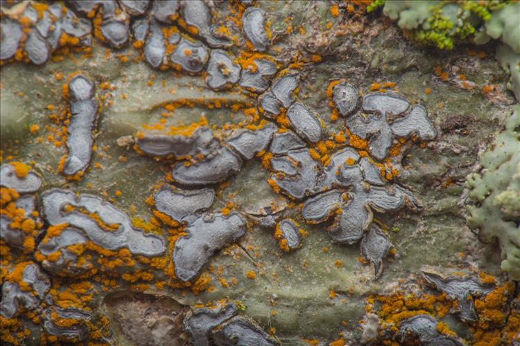 Platygramme caesiopruinosa from Colombia Thallus, ascocarps and some Trentepohlia sp. growing on