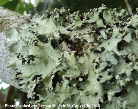 Parmotrema reticulatum from Philippines, Maryknoll Sanctuary, Baguio City, Benguet 