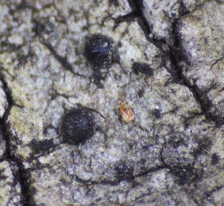 Bogoriella miculiformis from Seychelles, Mahe leg. Stocker-W. 3002, perithecia 0.3 mm
