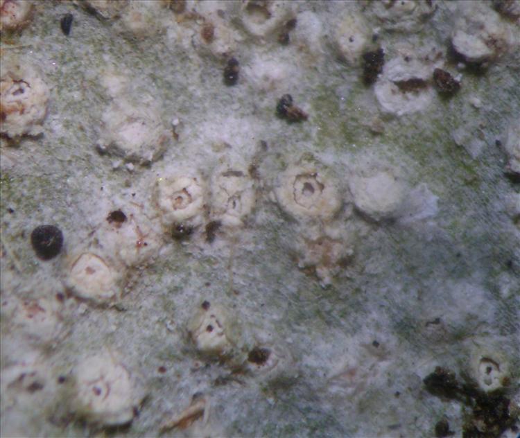 Thelotrema porinoides from Colombia Bosque Húmedo tropical Isla Gorgona