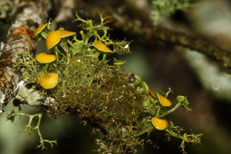 Teloschistes exilis from Brazil From Rio Grande do Sul, Piratini (Spielmann 9405)