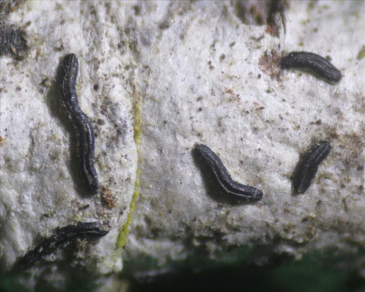 Graphis conferta from Seychelles, Mahe leg. Stocker-W. 3007; Lirell. 0.8-2 mm