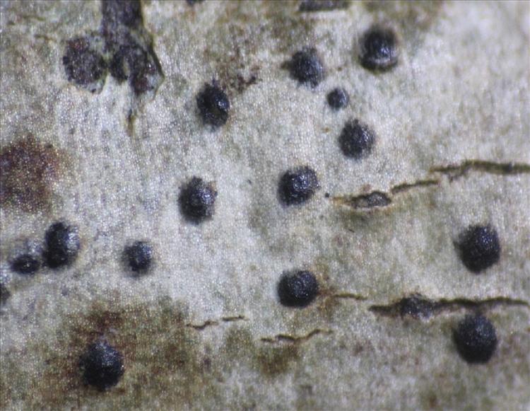 Polymeridium subcinereum from Seychelles, Mahe leg. Stocker-W. 3021; perith. 0.3 mm