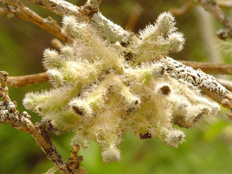 Heterodermia comosa from Brazil, Caraça, Minas Gerais 