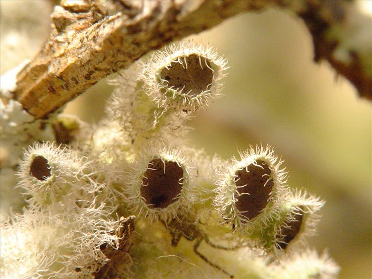 Heterodermia comosa from Brazil, Caraça, Minas Gerais 