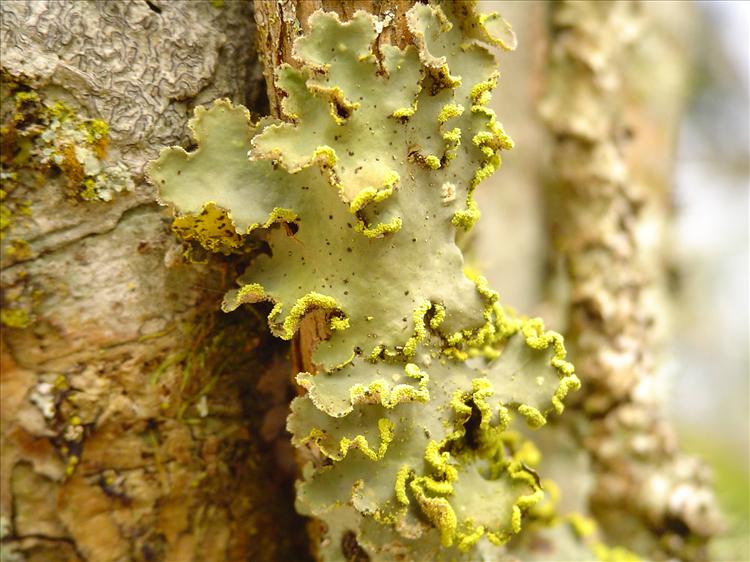 Pseudocyphellaria aurata from Brazil, Caraça, Minas Gerais 