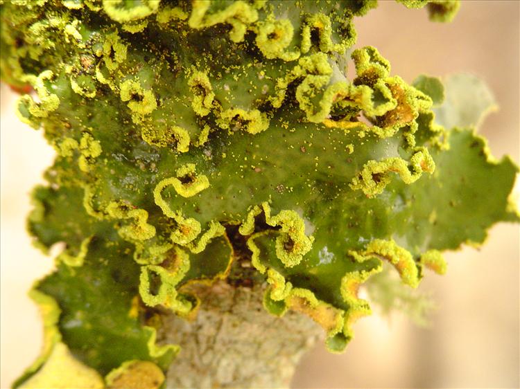 Pseudocyphellaria aurata from Brazil, Caraça, Minas Gerais 