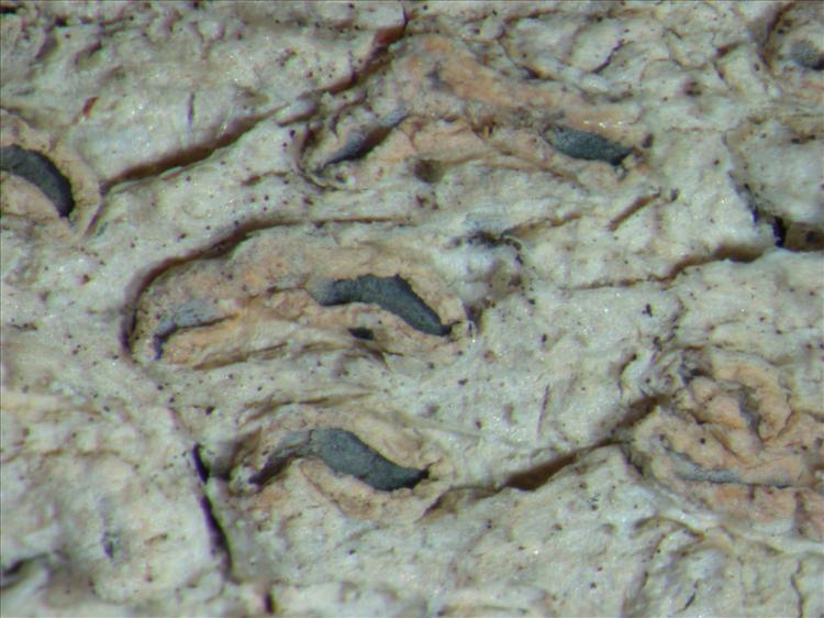 Acanthothecis aurantiaca from Papua New Guinea 