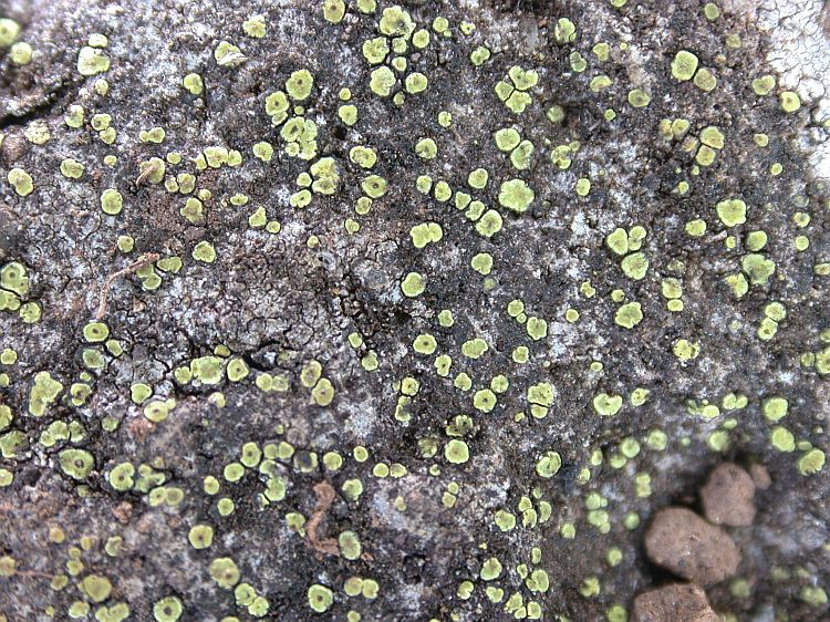 Acarospora citrina from Ecuador, Galápagos 