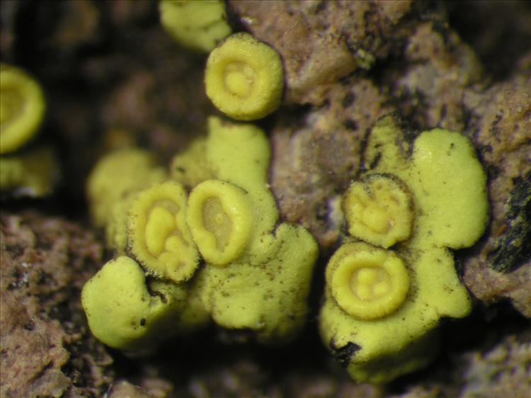 Acarospora dissipata from Netherlands Antilles, Saba Habitus. leg. Sipman  54659. Image width = 4 mm.
