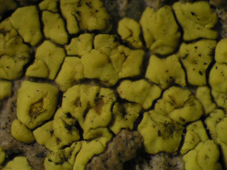 Acarospora dissipata from Netherlands Antilles, Saba Habitus. leg. Sipman  15302. Image width = 4 mm.