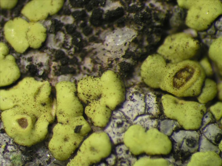 Acarospora dissipata from Netherlands Antilles, Saba Habitus. leg. B. Buck 50726. Image width = 4 mm.