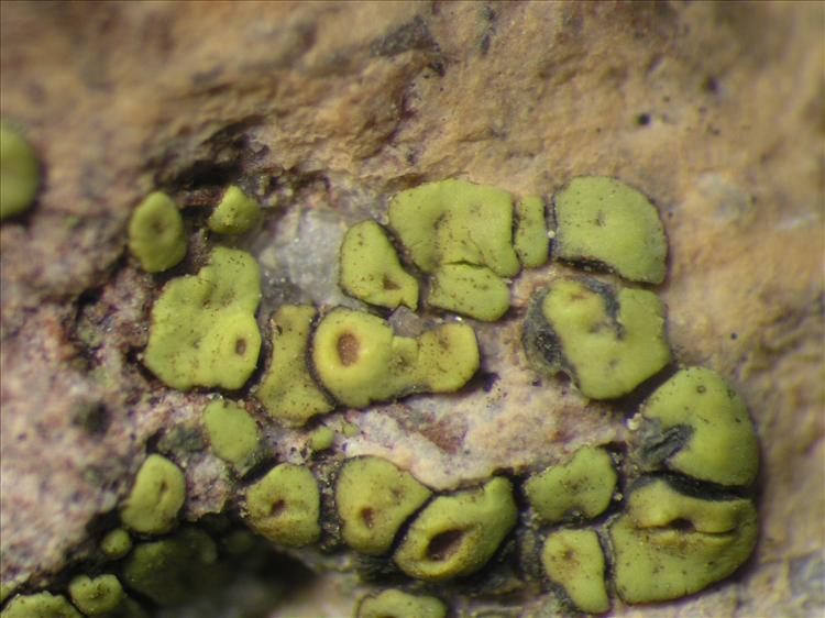 Acarospora dissipata from Netherlands Antilles, Saba Habitus. leg. B. Buck 50726. Image width = 4 mm.