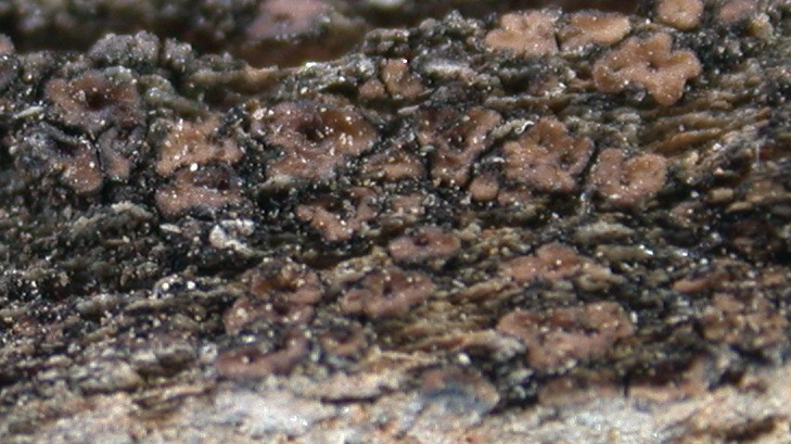 Acarospora fuscata from Taiwan (ABL)