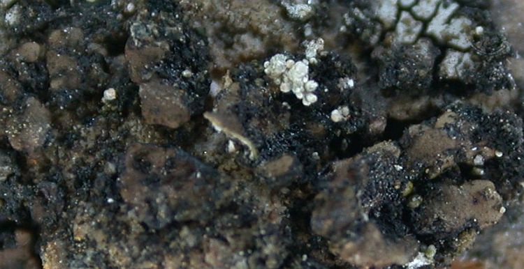 Acarospora oligospora from Taiwan (ABL)