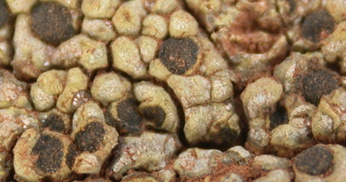 Acarospora schleicheri from China, Yunnan (ABL)