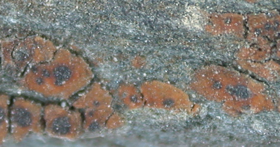 Acarospora sinopica from China, Yunnan (ABL)