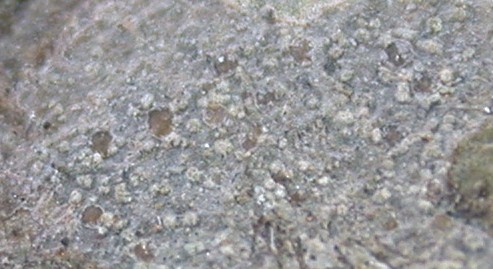 Actinoplaca strigulacea from Taiwan (ABL)
