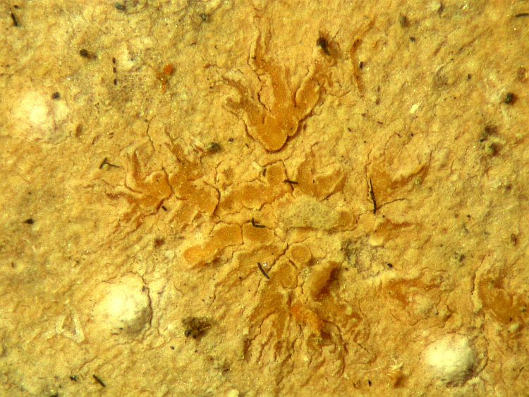 Enterographa albopunctata from Cuba Holotype