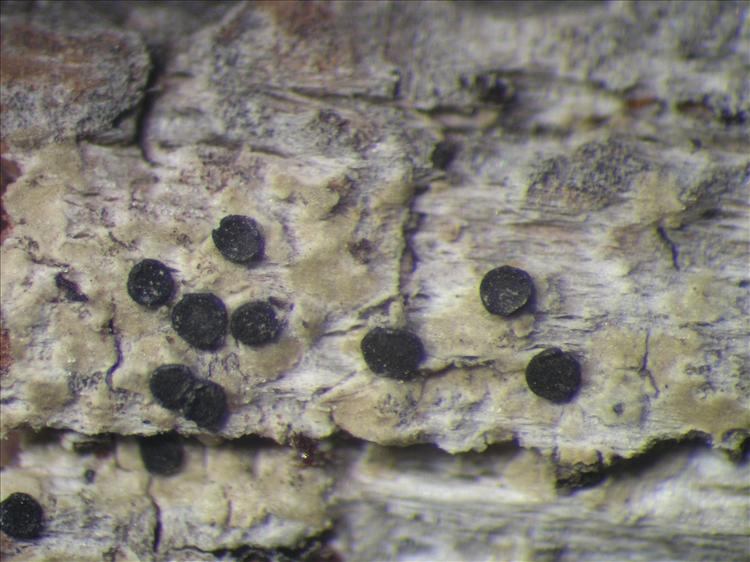Amandinea efflorescens from Netherlands Antilles, Sint  Eustatius Habitus. leg. Sipman  14880. Image width = 4 mm.
