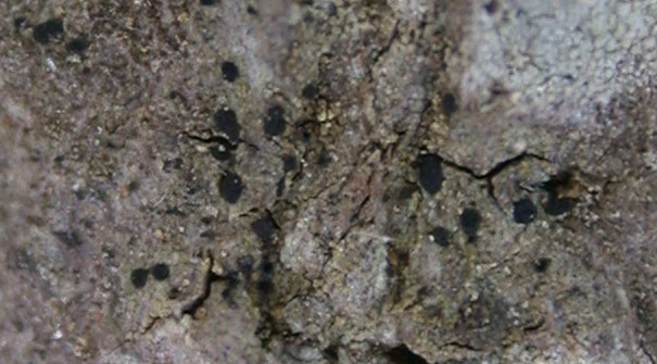 Amandinea polyspora from Taiwan (ABL)