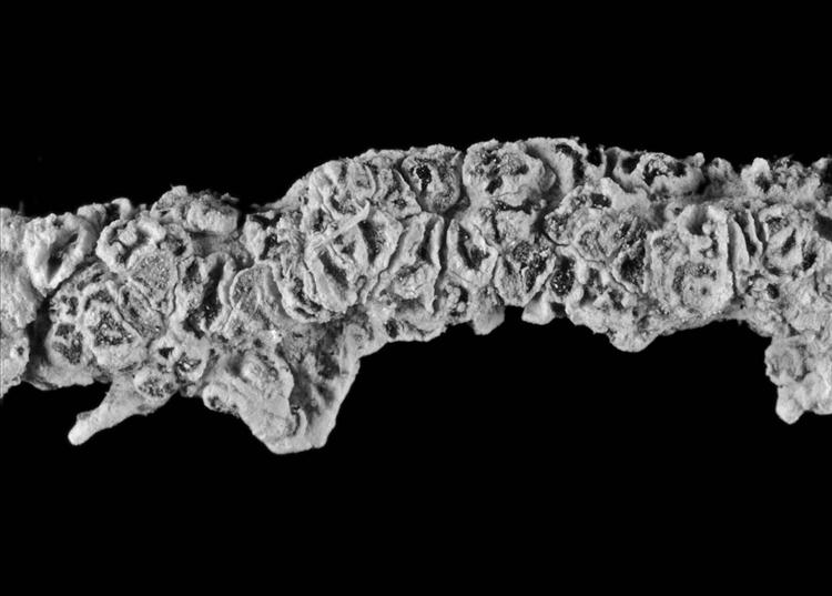 Angiactis spinicola from Ecuador, Galápagos Holotype (CDS)