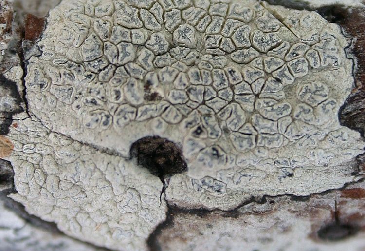 Angiactis spinicola from Ecuador, Galápagos Holotype (CDS)