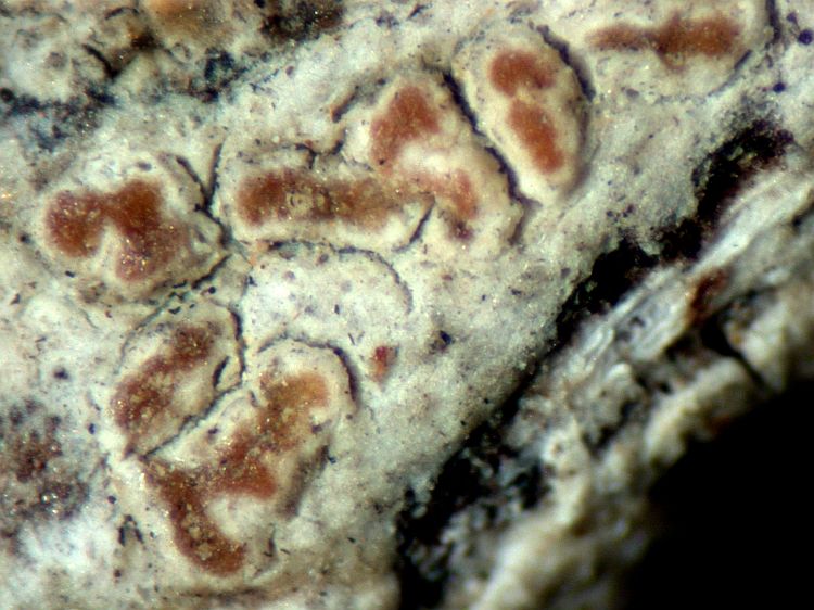 Enterographa anguinella from U.S.A., Florida type of Enterographa lecanoroides R.C. Harris