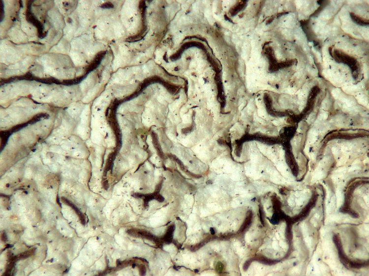 Enterographa anguinella from Papua New Guinea leg. Aptroot 30404 (ABL)