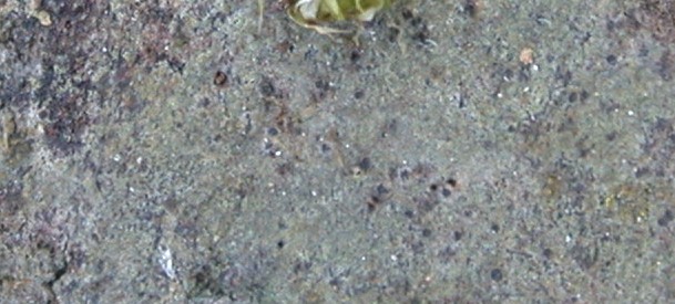 Anisomeridium albisedum from Hong Kong (ABL)