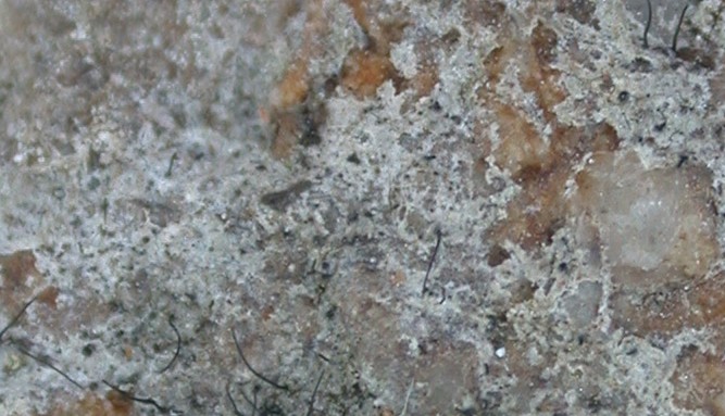 Anisomeridium conorostratum from Hong Kong (ABL)