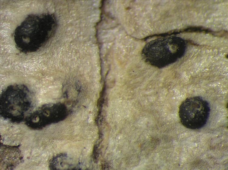 Anisomeridium excellens from Netherlands Antilles, Sint  Eustatius Habitus. leg. Sipman  15068. Image width = 4 mm.