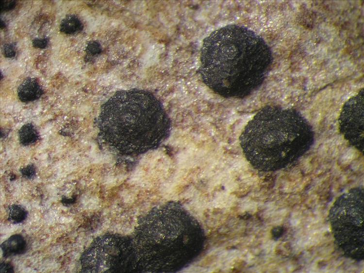 Anisomeridium polycarpum from Netherlands Antilles, Saba Habitus. leg. Sipman  54942. Image width = 4 mm.