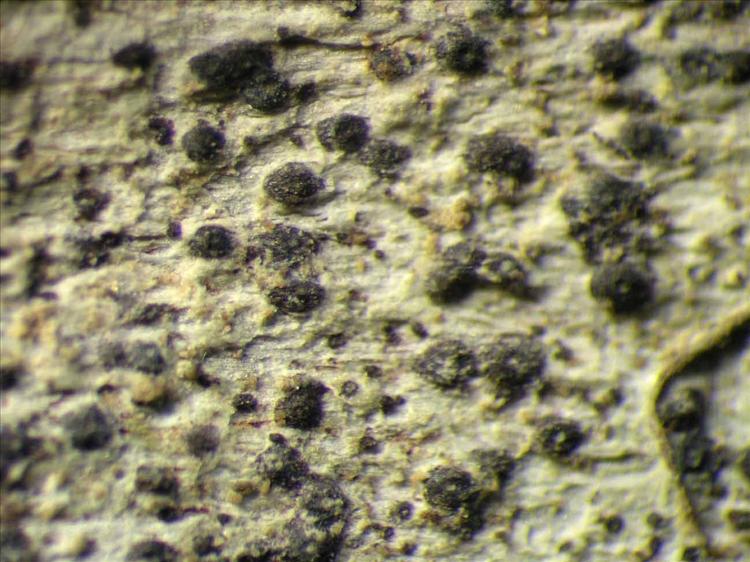 Anisomeridium subprostans from Singapore Habitus. leg. Sipman 45778. Image width = 4 mm.
